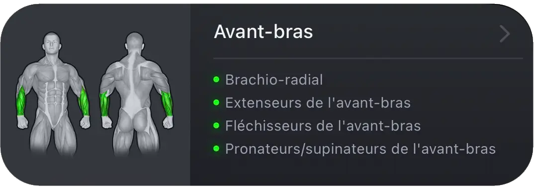 Carte groupe musculaire VigiGym – Anatomie détaillée de l'avant-bras avec visualisation individuelle des muscles